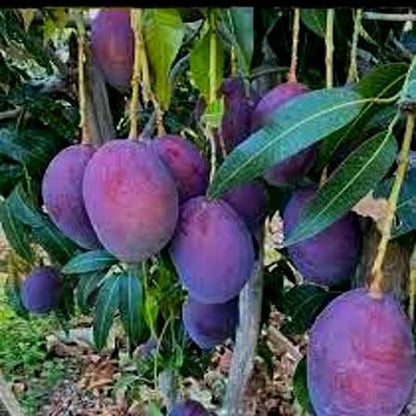 Bees Plant Hub Black Stone Mango Grafted Live Plant