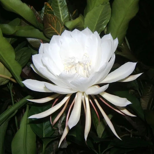 Bees Plant Hub Brahma Kamal - White (Epiphyllum oxypetalum) Flowering Live Plant