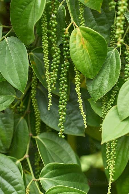 Bees Plant Hub Bush Black Pepper Panniyur Layered  Live Plant