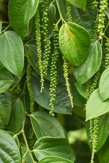 Bees Plant Hub Bush Black Pepper Panniyur Layered  Live Plant