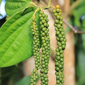 Bees Plant Hub Bush Black Pepper Panniyur Layered  Live Plant