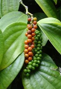 Bees Plant Hub Bush Black Pepper Panniyur Layered  Live Plant