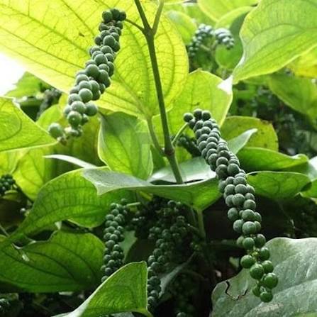 Bees Plant Hub Bush Black Pepper Panniyur Layered  Live Plant