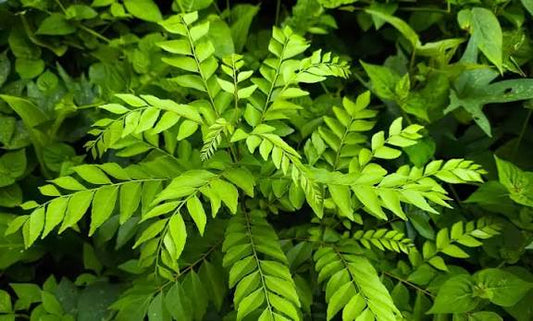 Bees Plant Hub Curry Leaves / Meetha Neem (Murraya koenigii) Spice Plant