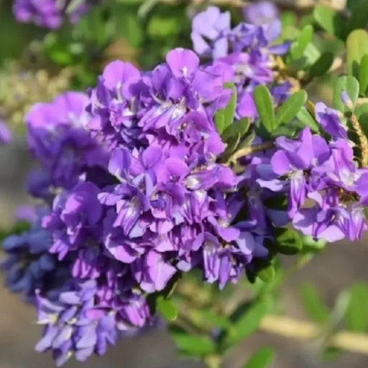 Bees Plant Hub Desmodium Blue Braya Unifoliatum Flowering Live Plant