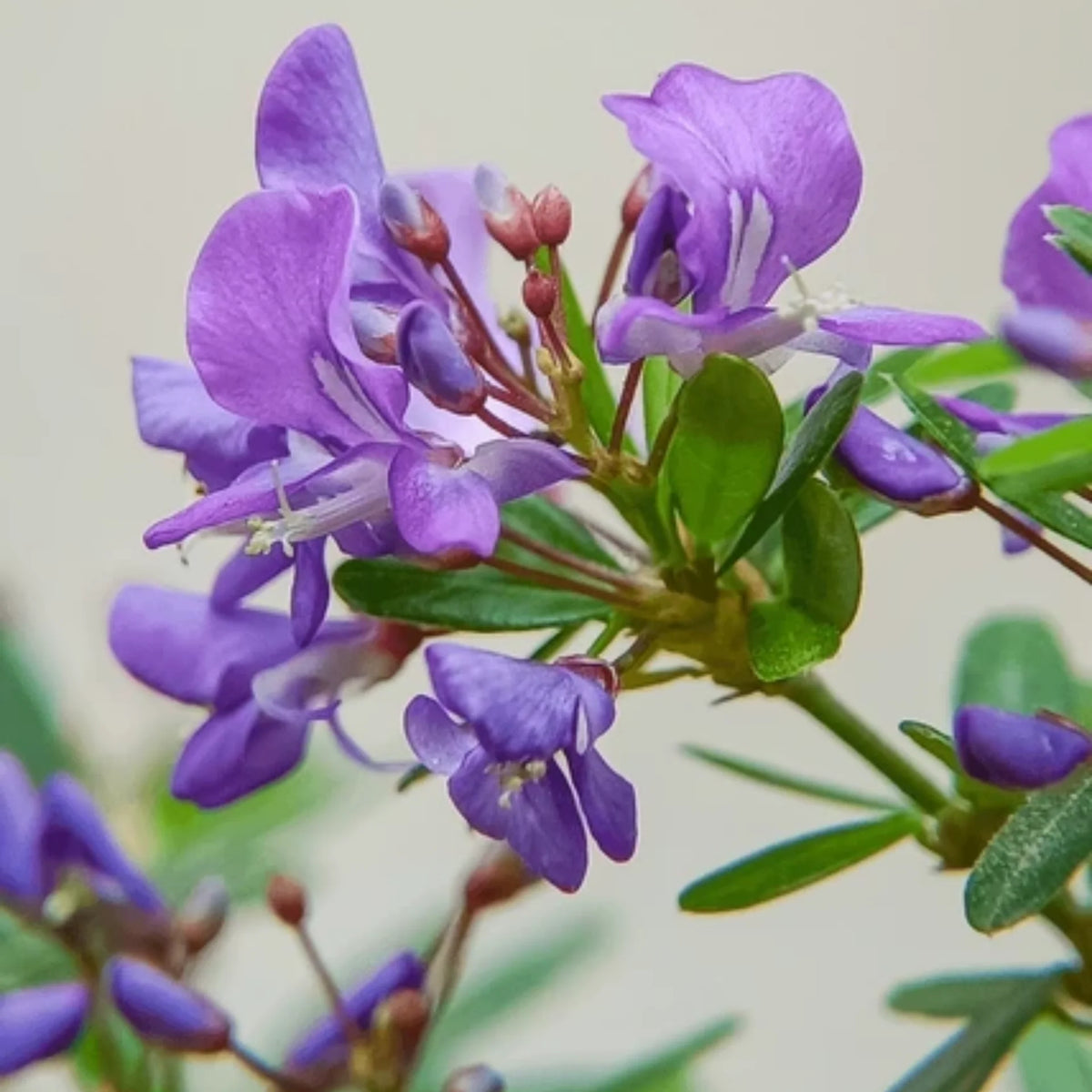 Bees Plant Hub Desmodium Blue Braya Unifoliatum Flowering Live Plant