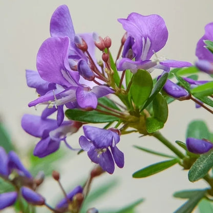 Bees Plant Hub Desmodium Blue Braya Unifoliatum Flowering Live Plant