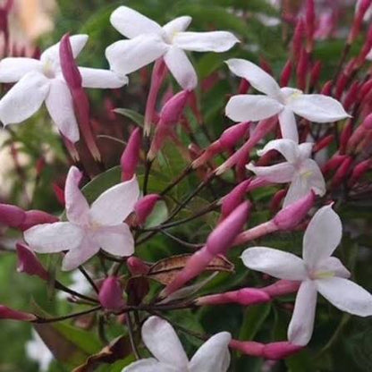 Bees Plant Hub Fragrant Pink Jasmine (Jasminum polyanthum) Rare Live Plant