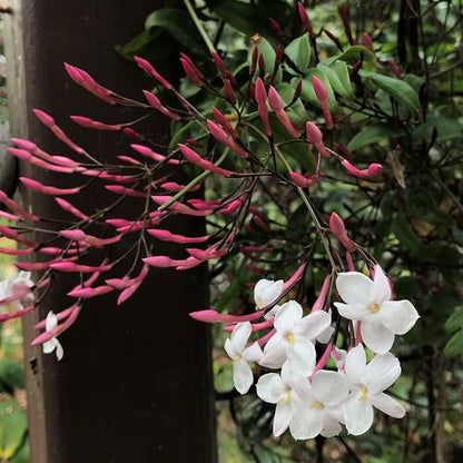 Bees Plant Hub Fragrant Pink Jasmine (Jasminum polyanthum) Rare Live Plant