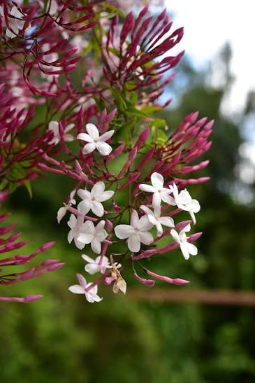 Bees Plant Hub Fragrant Pink Jasmine (Jasminum polyanthum) Rare Live Plant