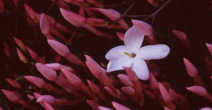 Bees Plant Hub Fragrant Pink Jasmine (Jasminum polyanthum) Rare Live Plant