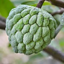 Bees Plant Hub Green Custard Apple (Seethapazham) Grafted Live Plant