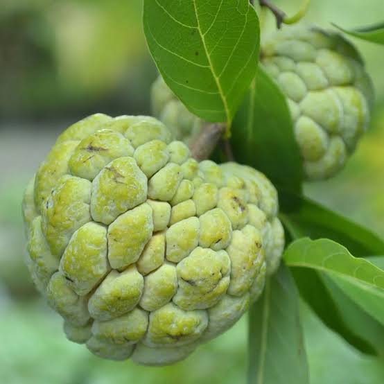 Bees Plant Hub Green Custard Apple (Seethapazham) Grafted Live Plant