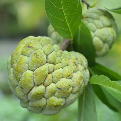 Bees Plant Hub Green Custard Apple (Seethapazham) Grafted Live Plant