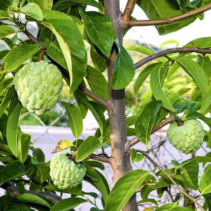 Bees Plant Hub Green Custard Apple (Seethapazham) Grafted Live Plant