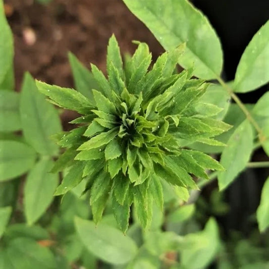 Bees Plant Hub Green Rose Flowering Grafted Live Plant