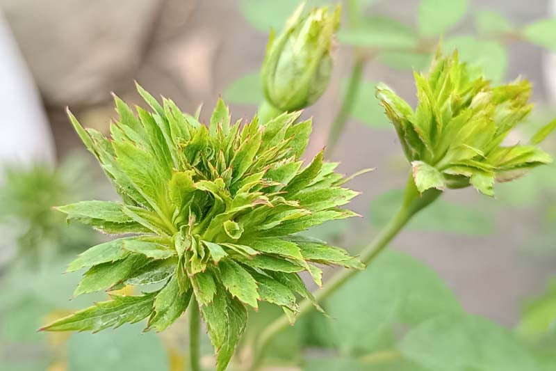 Bees Plant Hub Green Rose Flowering Grafted Live Plant