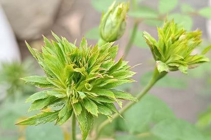 Bees Plant Hub Green Rose Flowering Grafted Live Plant