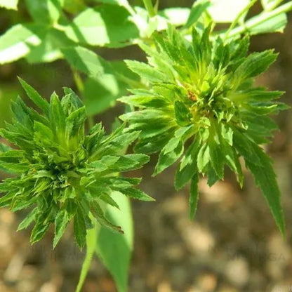 Bees Plant Hub Green Rose Flowering Grafted Live Plant
