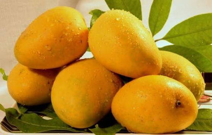 Bees Plant Hub Imam Pasand / Himayath Mango Grafted Live Plant
