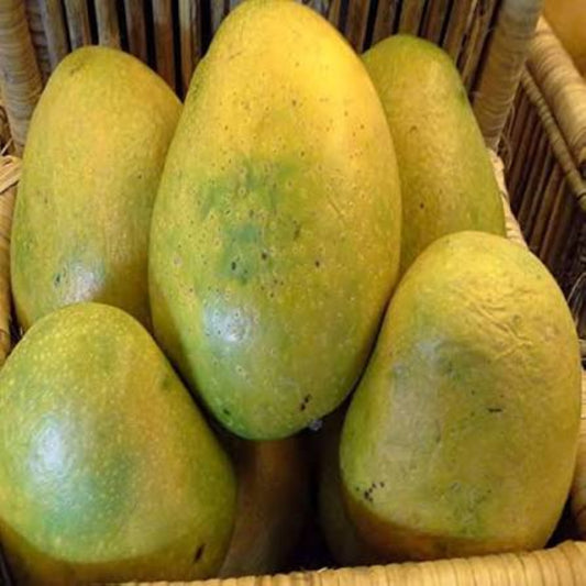 Bees Plant Hub Imam Pasand / Himayath Mango Grafted Live Plant