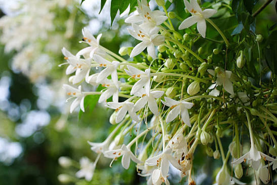 Bees Plant Hub Indian Cork Tree (Millingtonia hortensis) Fragrant Live Plant