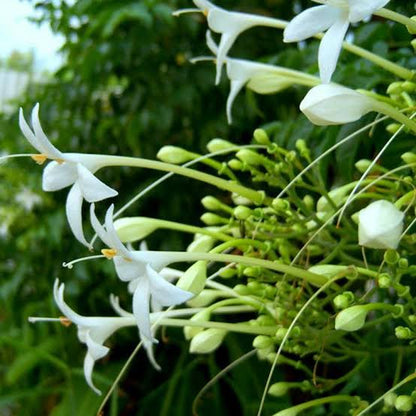 Bees Plant Hub Indian Cork Tree (Millingtonia hortensis) Fragrant Live Plant