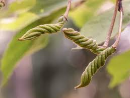 Bees Plant Hub Indian Screw Tree (Helicteres isora) Live Plant