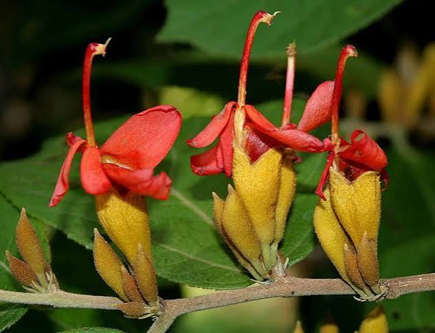Bees Plant Hub Indian Screw Tree (Helicteres isora) Live Plant