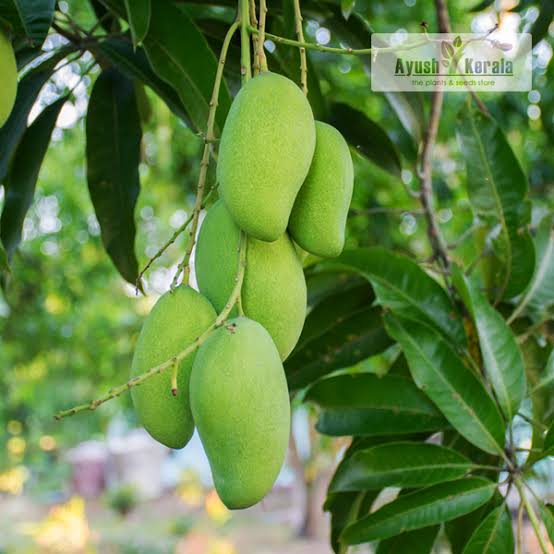Bees Plant Hub Kilichundan Mango Grafted Live Plant