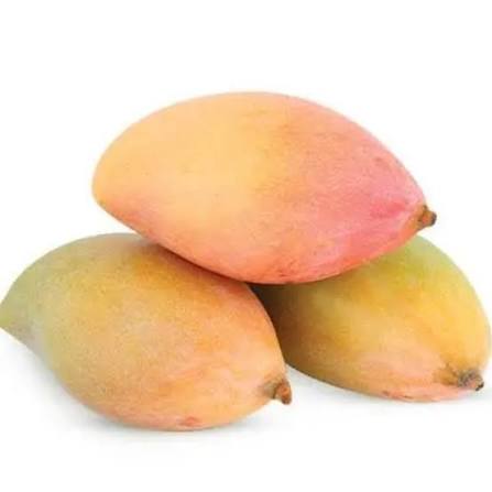 Bees Plant Hub Kilichundan Mango Grafted Live Plant