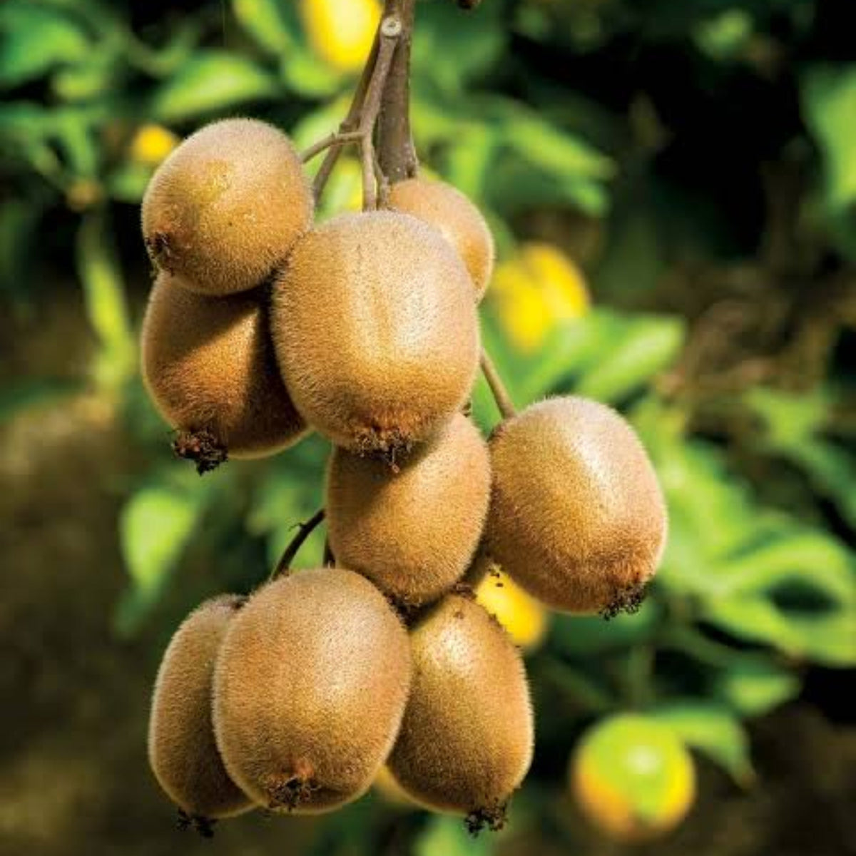 Bees Plant Hub Kiwi Fruit (Actinidia deliciosa) Live Plant