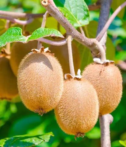 Bees Plant Hub Kiwi Fruit (Actinidia deliciosa) Live Plant