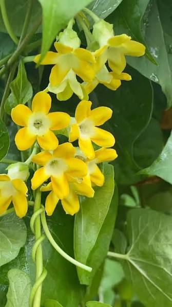 Bees Plant Hub Kodi Sampangi / Tonkin Jasmine Live Plant
