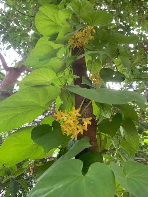 Bees Plant Hub Kodi Sampangi / Tonkin Jasmine Live Plant