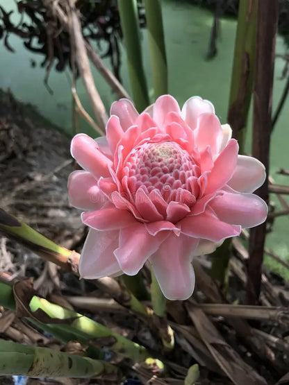 Bees Plant Hub Light Pink Torch Ginger Flowering Plant