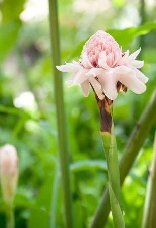 Bees Plant Hub Light Pink Torch Ginger Flowering Plant