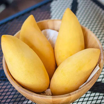 Bees Plant Hub Mallika Mango Grafted Live Plant
