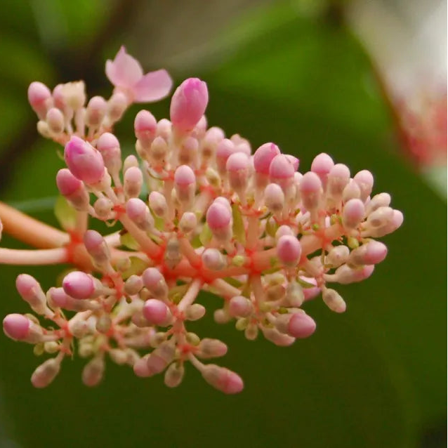 Bees Plant Hub Medinilla Speciosa Pink Flowering Live Plant