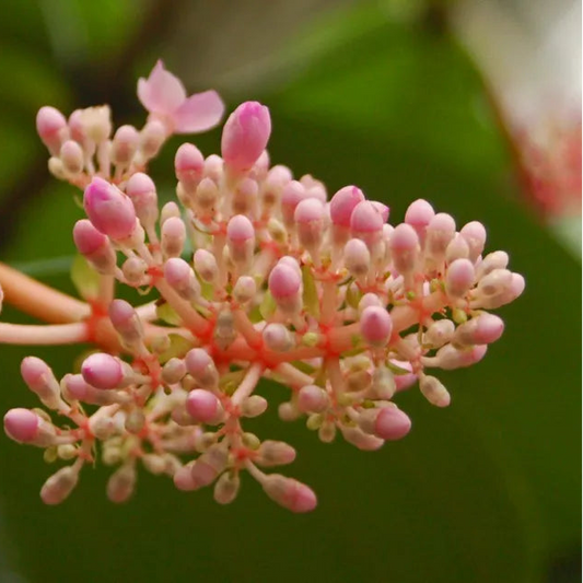 Bees Plant Hub Medinilla Speciosa Pink Flowering Live Plant