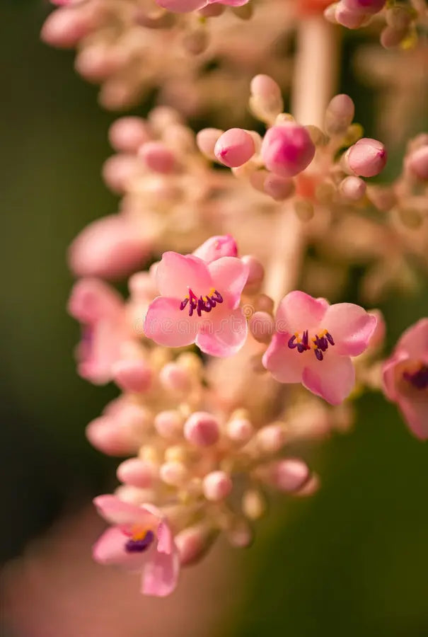 Bees Plant Hub Medinilla Speciosa Pink Flowering Live Plant