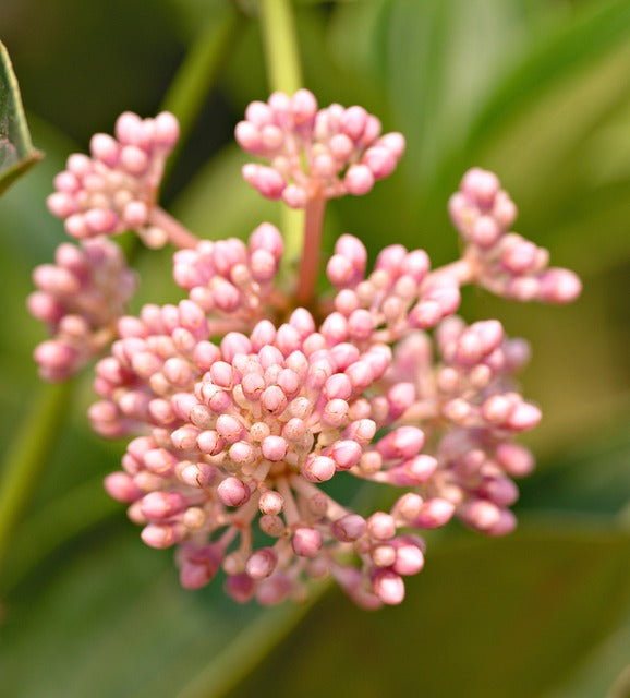 Bees Plant Hub Medinilla Speciosa Pink Flowering Live Plant