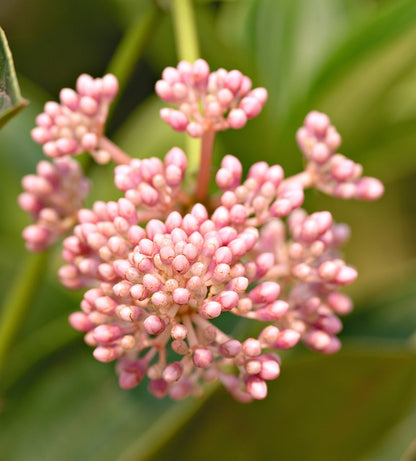 Bees Plant Hub Medinilla Speciosa Pink Flowering Live Plant