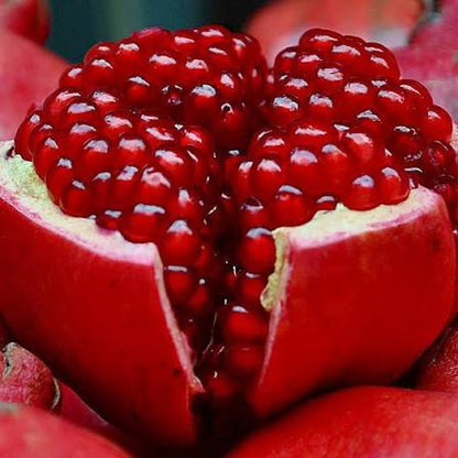 Bees Plant Hub Pomegranate (Bhagwa) Layered Fruit Plant