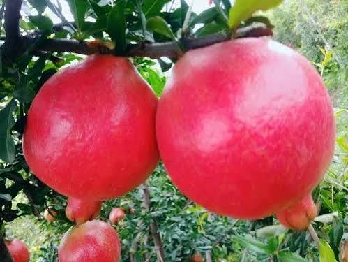 Bees Plant Hub Pomegranate (Bhagwa) Layered Fruit Plant