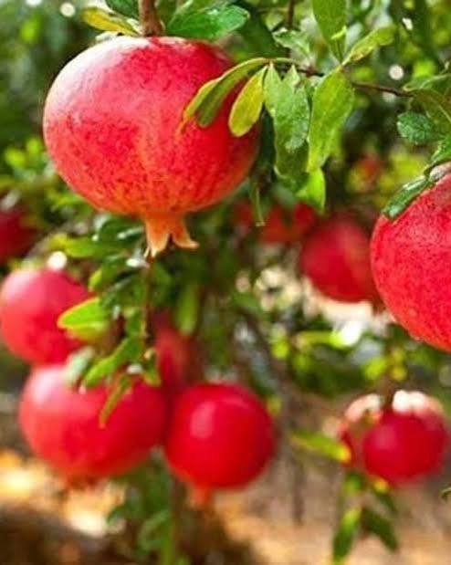 Bees Plant Hub Pomegranate (Bhagwa) Layered Fruit Plant