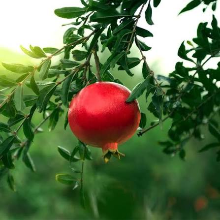 Bees Plant Hub Pomegranate (Bhagwa) Layered Fruit Plant
