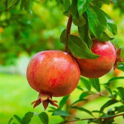 Bees Plant Hub Pomegranate (Ganesh) Layered Fruit Plant