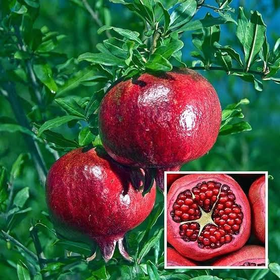 Bees Plant Hub Pomegranate (Ganesh) Layered Fruit Plant