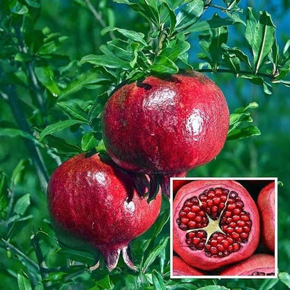 Bees Plant Hub Pomegranate (Ganesh) Layered Fruit Plant